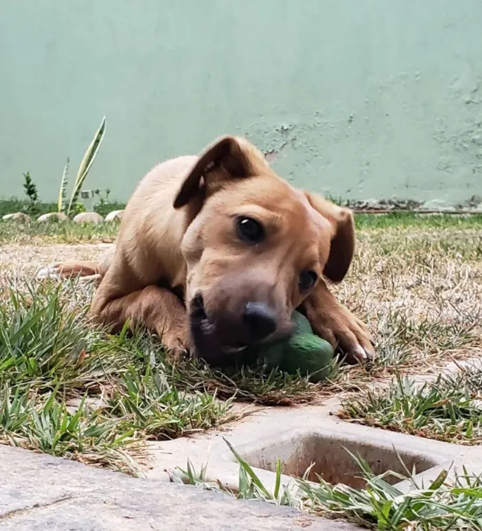 Cachorro ra a SRD-ViraLata idade 2 a 6 meses nome Eros