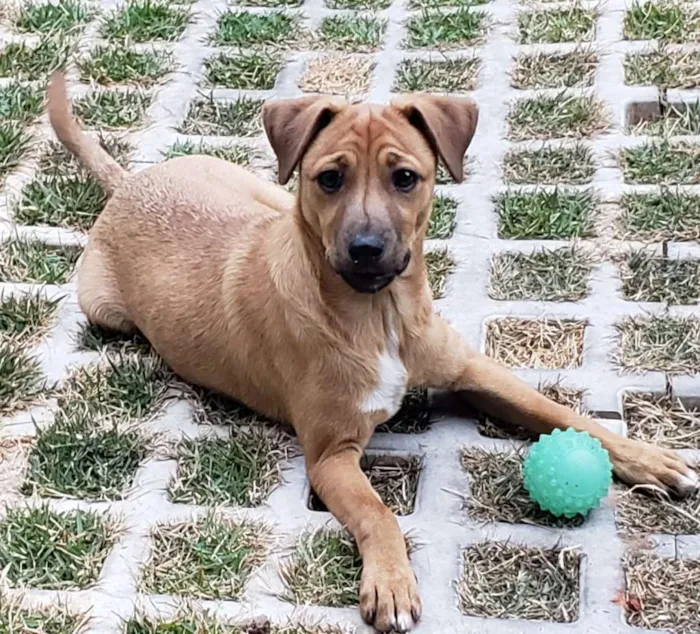 Cachorro ra a SRD-ViraLata idade 2 a 6 meses nome Eros