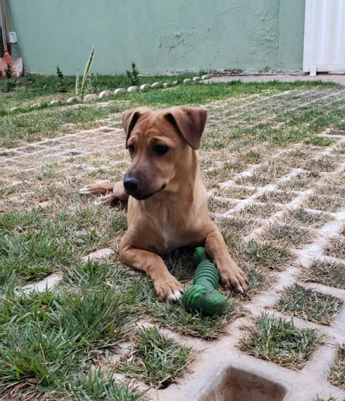 Cachorro ra a SRD-ViraLata idade 2 a 6 meses nome Eros