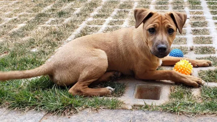 Cachorro ra a SRD-ViraLata idade 2 a 6 meses nome Eros