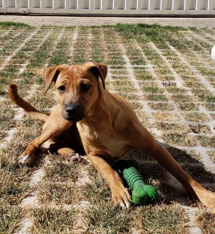 Cachorro ra a SRD-ViraLata idade 2 a 6 meses nome Eros