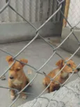 Zeca e Zico