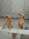 Zeca e Zico