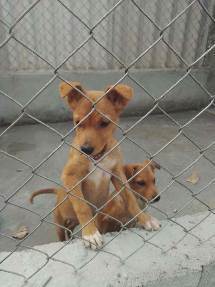 Cachorro ra a SRD idade 2 a 6 meses nome Zeca e Zico