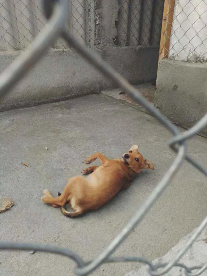 Cachorro ra a SRD idade 2 a 6 meses nome Zeca e Zico