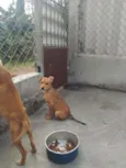 Zeca e Zico