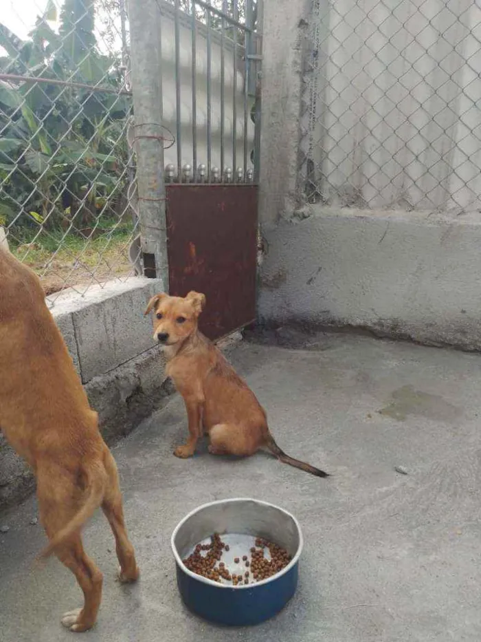 Cachorro ra a SRD idade 2 a 6 meses nome Zeca e Zico