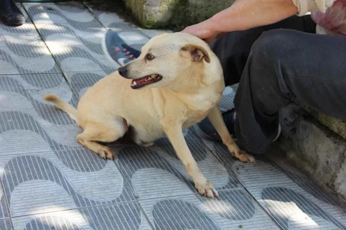 Cachorro ra a SRD idade 6 ou mais anos nome Fubá