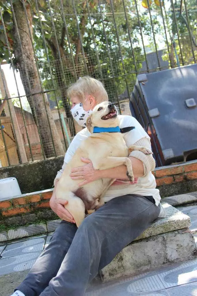 Cachorro ra a SRD idade 6 ou mais anos nome Fubá