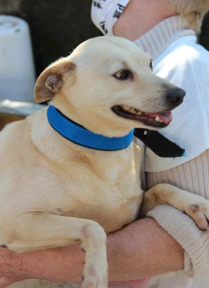 Cachorro ra a SRD idade 6 ou mais anos nome Fubá