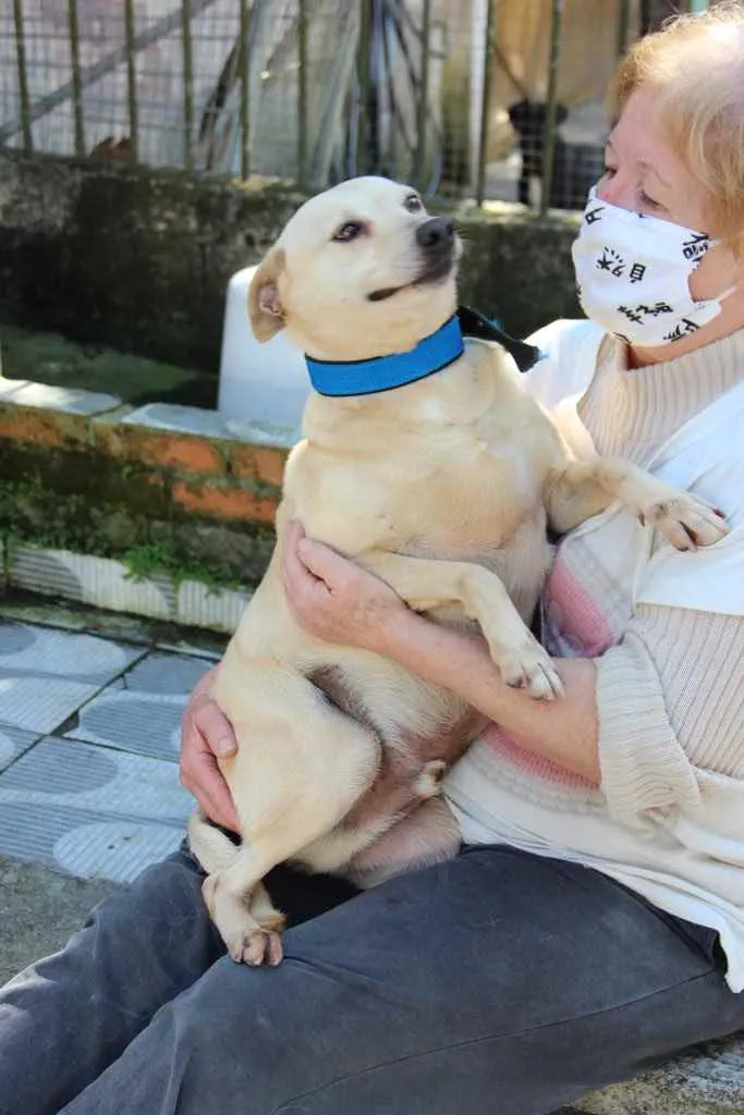 Cachorro ra a SRD idade 6 ou mais anos nome Fubá