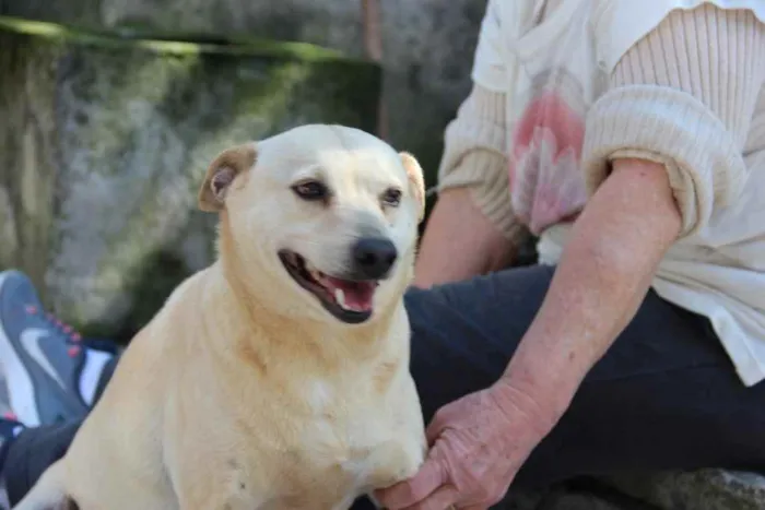 Cachorro ra a SRD idade 6 ou mais anos nome Fubá