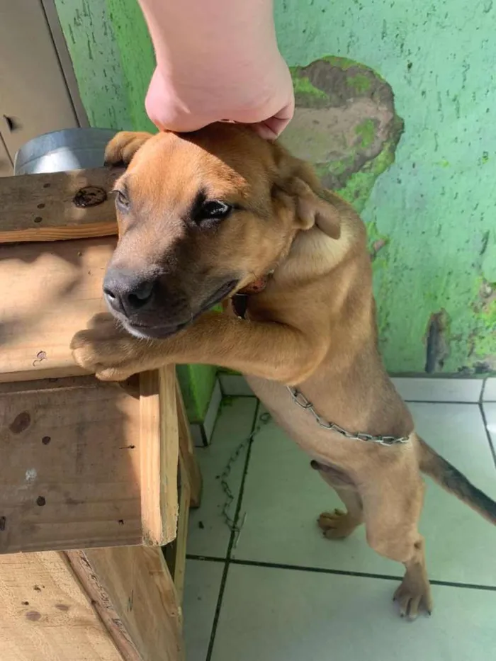 Cachorro ra a Indefinida idade 2 a 6 meses nome Tico e Teco