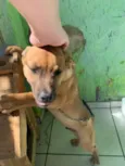 Tico e Teco