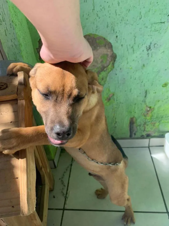 Cachorro ra a Indefinida idade 2 a 6 meses nome Tico e Teco