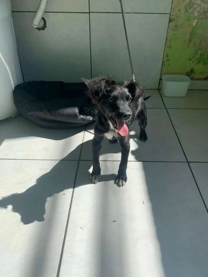 Cachorro ra a Indefinida idade 2 a 6 meses nome Tico e Teco