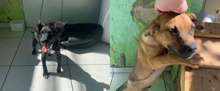 Cachorro ra a Indefinida idade 2 a 6 meses nome Tico e Teco