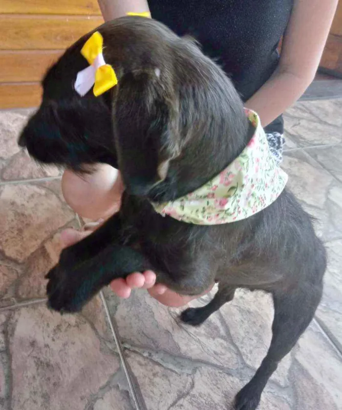 Cachorro ra a Indefinida idade 2 anos nome Preta