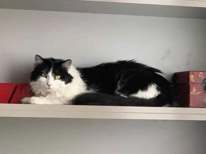 Gato ra a SRD idade 1 ano nome FILÓ