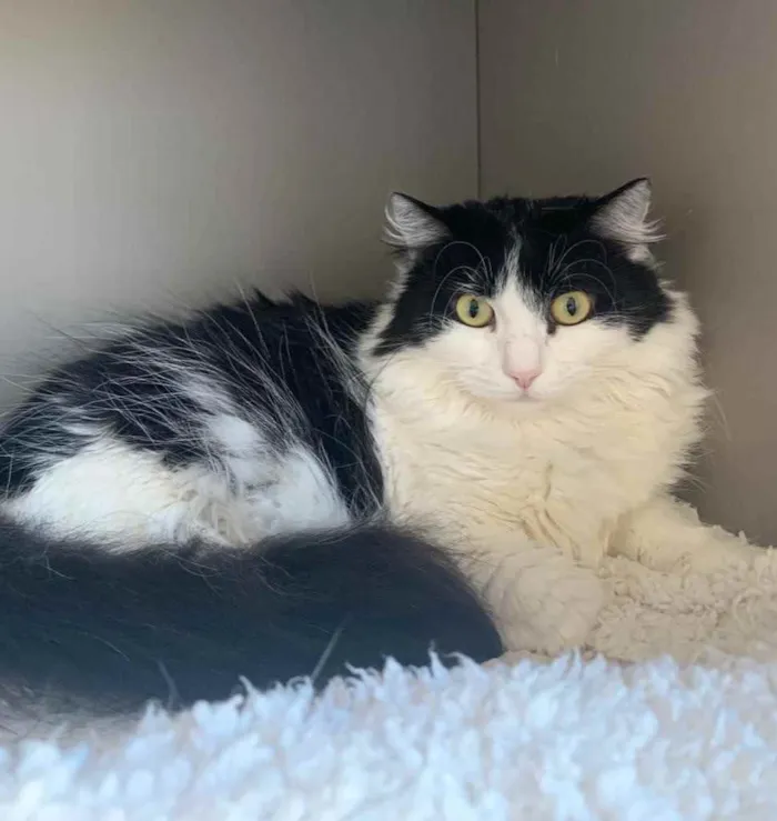 Gato ra a SRD idade 1 ano nome FILÓ