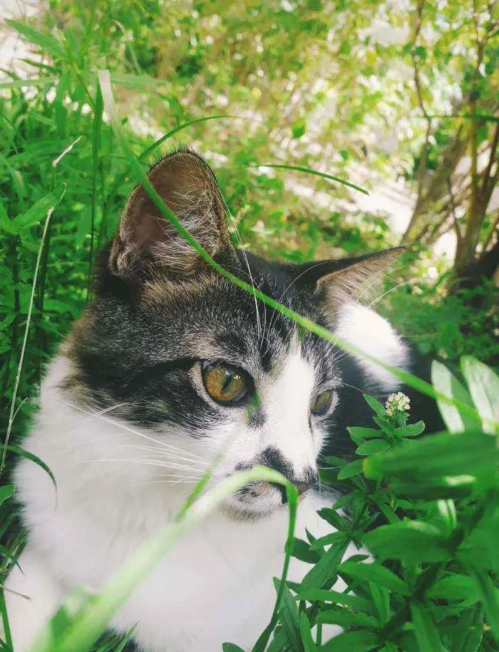 Gato raça Sem raça definida  idade 2 a 6 meses nome Paçoca 