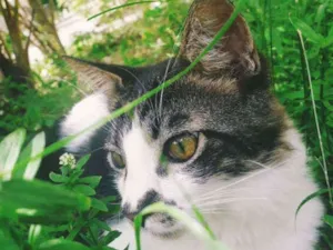 Gato raça Sem raça definida  idade 2 a 6 meses nome Paçoca 