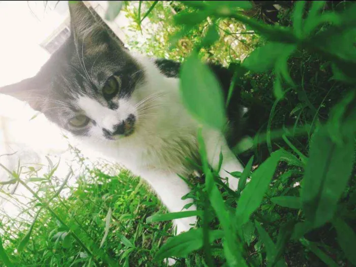 Gato raça Sem raça definida  idade 2 a 6 meses nome Paçoca 