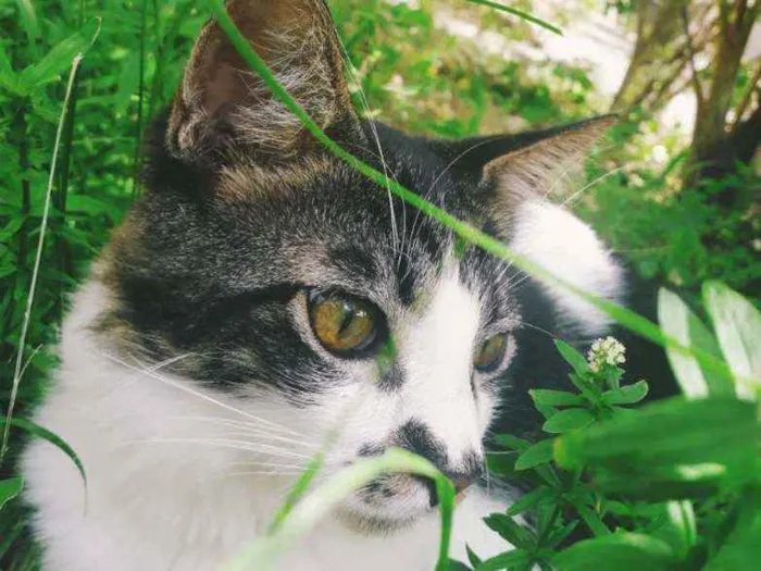 Gato raça Sem raça definida  idade 2 a 6 meses nome Paçoca 