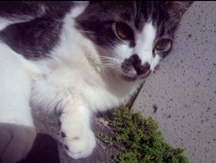 Gato raça Sem raça definida  idade 2 a 6 meses nome Paçoca 