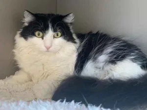Gato raça SRD idade 1 ano nome FILÓ