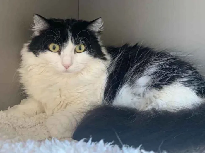 Gato ra a SRD idade 1 ano nome FILÓ