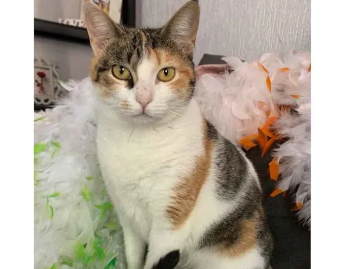 Gato ra a SRD idade 7 a 11 meses nome ALICE