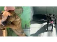 Tico e Teco