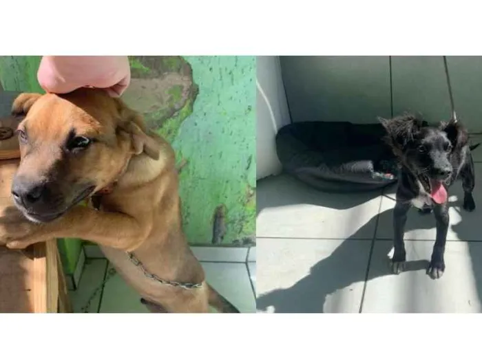 Cachorro ra a Indefinida idade 2 a 6 meses nome Tico e Teco