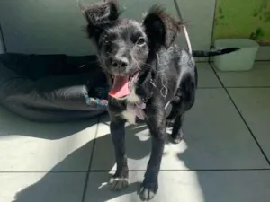 Cachorro raça Indefinida idade 2 a 6 meses nome Tico e Teco