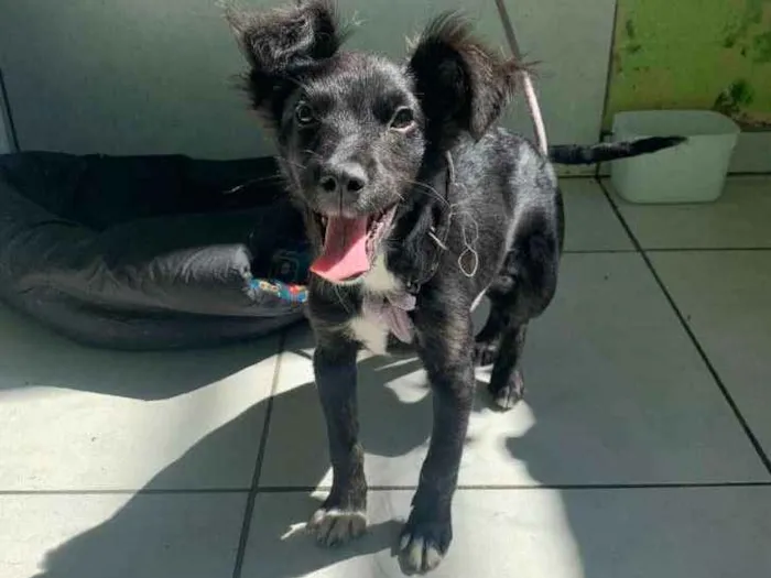 Cachorro ra a Indefinida idade 2 a 6 meses nome Tico e Teco