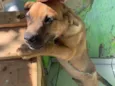 Tico e Teco