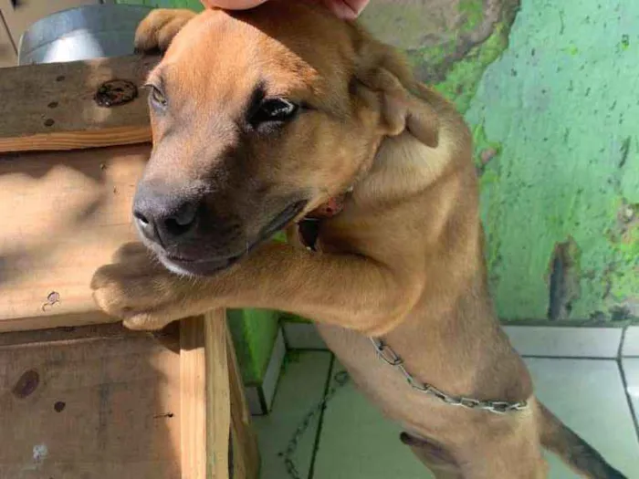 Cachorro ra a Indefinida idade 2 a 6 meses nome Tico e Teco
