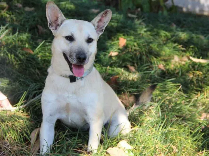 Cachorro ra a SRD idade 7 a 11 meses nome Izabela