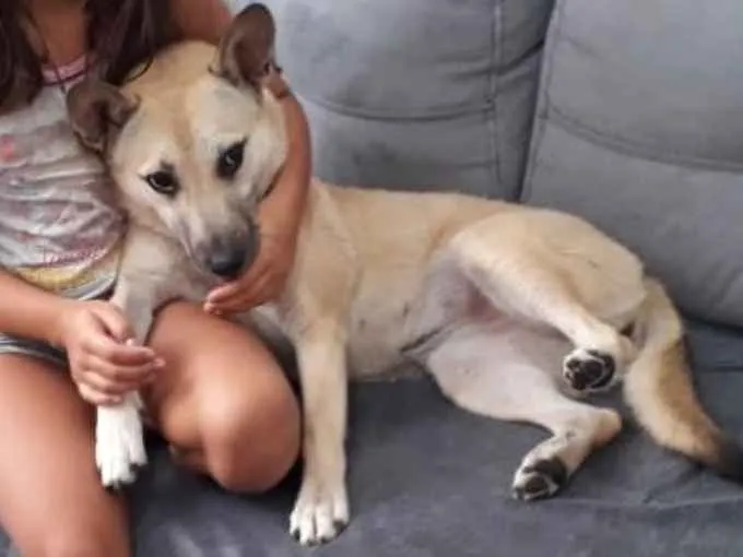Cachorro ra a SRD idade 7 a 11 meses nome Izabela