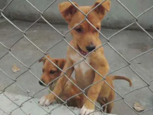 Cachorro raça SRD idade 2 a 6 meses nome Zeca e Zico