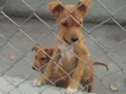 Zeca e Zico