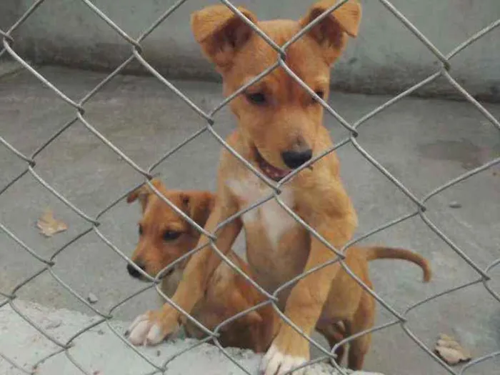 Cachorro ra a SRD idade 2 a 6 meses nome Zeca e Zico