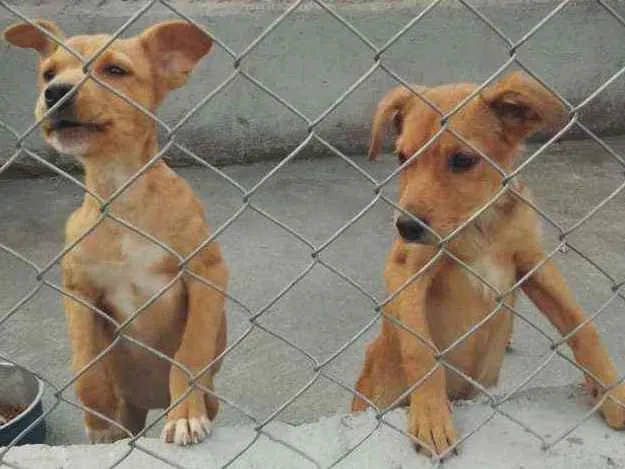 Cachorro ra a SRD idade 2 a 6 meses nome Zeca e Zico