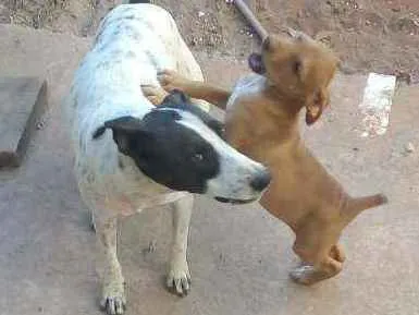 Cachorro ra a Não definida idade 2 a 6 meses nome Branquita e Loirita