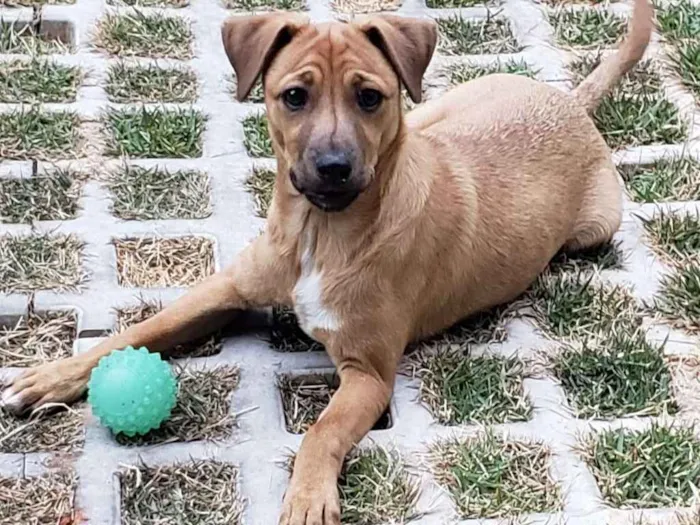 Cachorro ra a SRD-ViraLata idade 2 a 6 meses nome Eros