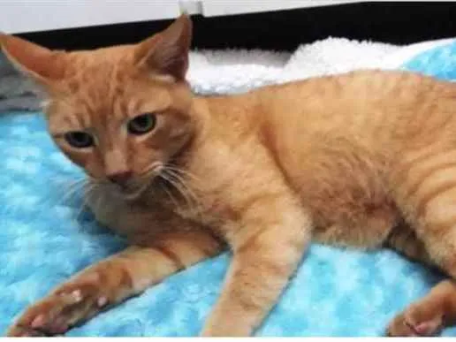 Gato ra a Srd  idade 1 ano nome Lancelot ruivinho