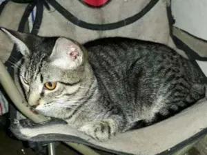 Gato raça SRD idade 2 a 6 meses nome Danilo