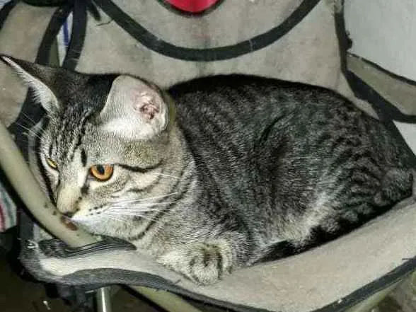 Gato ra a SRD idade 2 a 6 meses nome Danilo