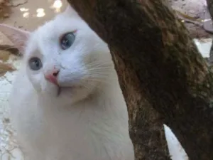 Gato raça SRD idade 2 anos nome Floquinho